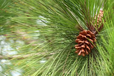 çam ağacı doğada