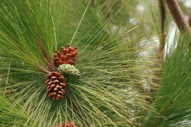 çam ağacı doğada