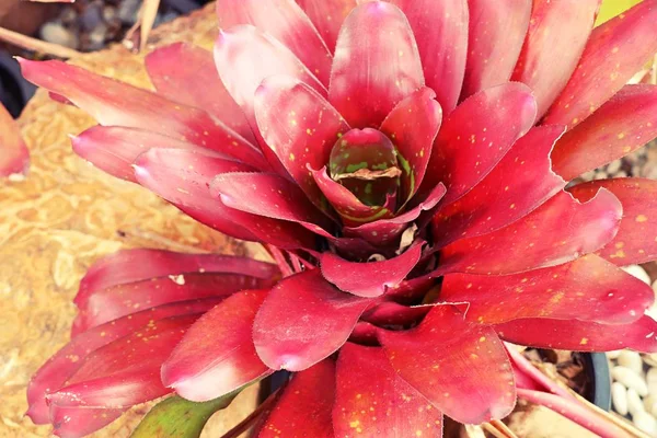 Bromeliad λουλούδι στη φύση — Φωτογραφία Αρχείου