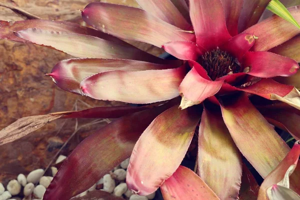 自然の中のアナナスの花 — ストック写真