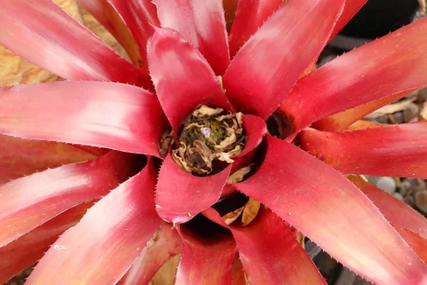 Bromélia flor na natureza — Fotografia de Stock