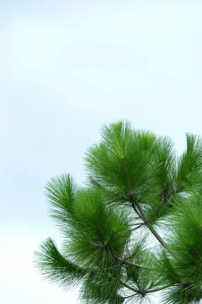 Pino en la naturaleza — Foto de Stock