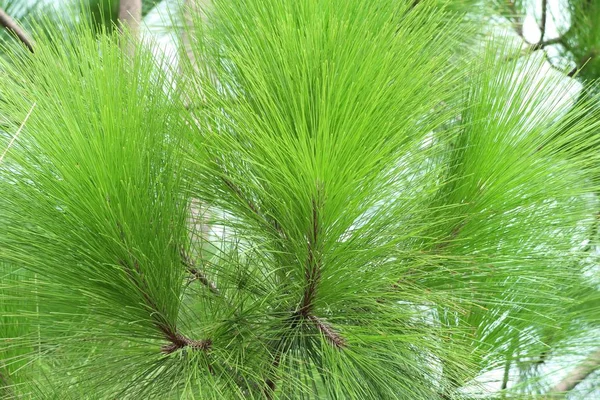 çam ağacı doğada