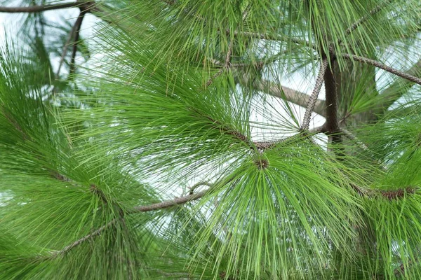 Pino in natura — Foto Stock