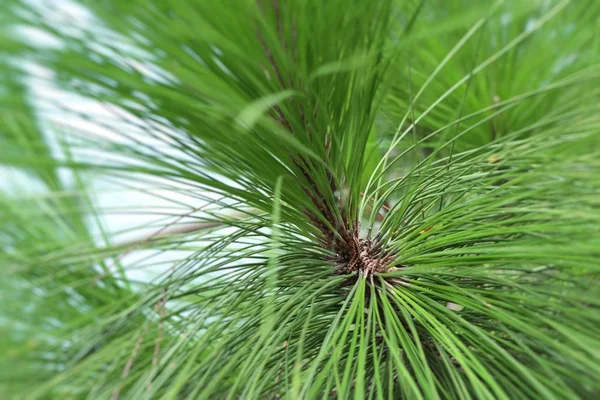 Naaldboom in de natuur — Stockfoto