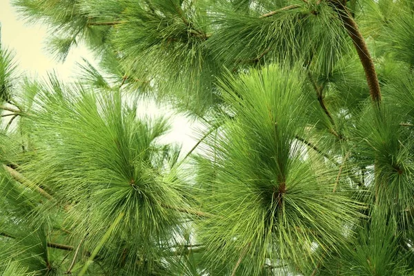 Pine tree in nature — Stock Photo, Image