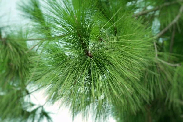 Naaldboom in de natuur — Stockfoto