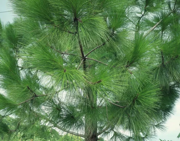 Naaldboom in de natuur — Stockfoto