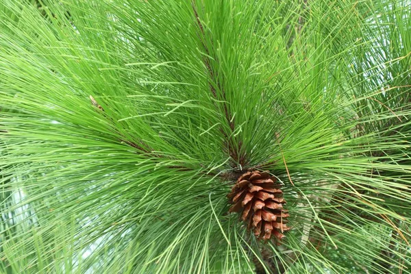 Naaldboom in de natuur — Stockfoto