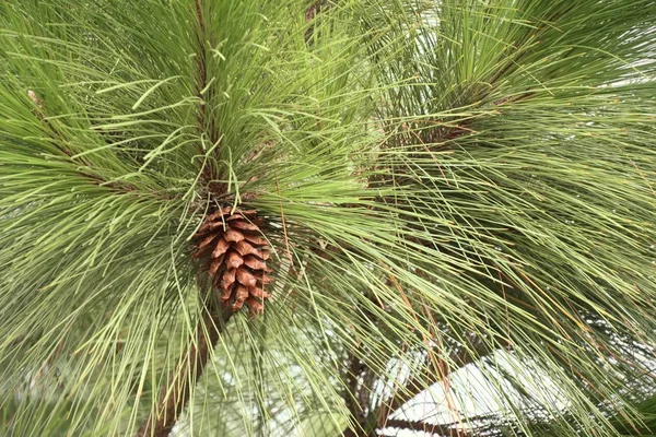 Naaldboom in de natuur — Stockfoto