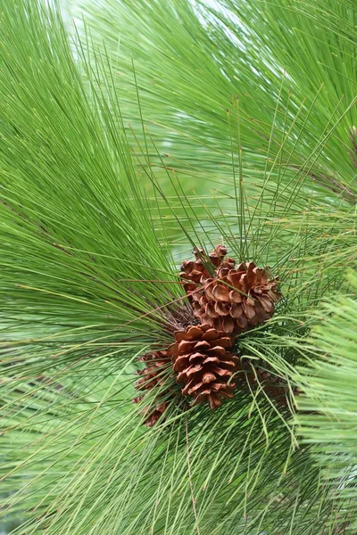 çam ağacı doğada