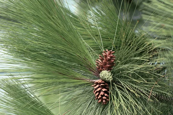 Pine tree in nature — Stock Photo, Image