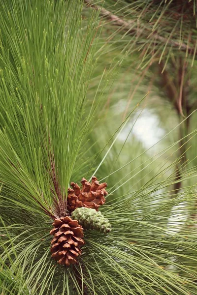 çam ağacı doğada
