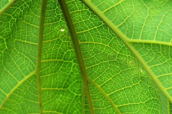 Papaia folhas fundo textura — Fotografia de Stock