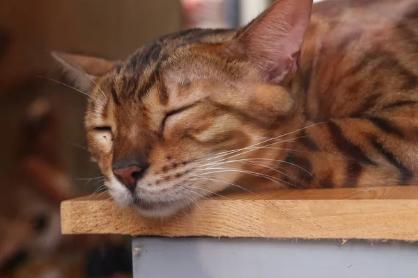 Die Katze schläft auf dem Stuhl — Stockfoto