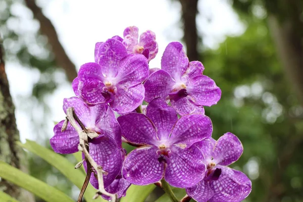 Orchidées violettes dans la nature — Photo