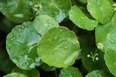 Su damlası ile Asya yaprak