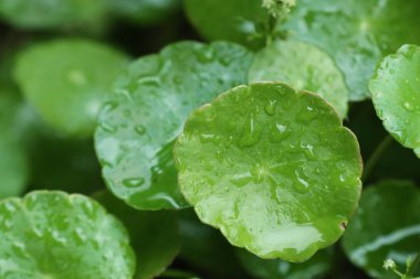 Su damlası ile Asya yaprak