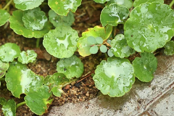 Asiatic blad med vattendroppe — Stockfoto