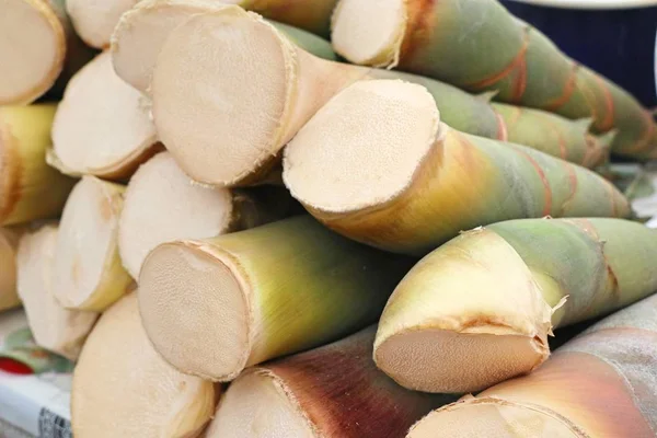 Pousse de bambou sur la route de rue — Photo