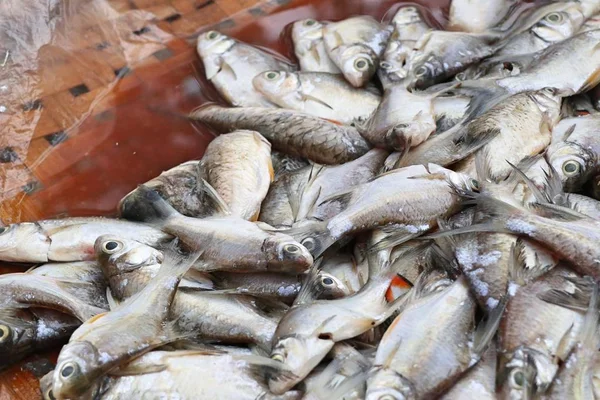 Färsk fisk på gata mat — Stockfoto