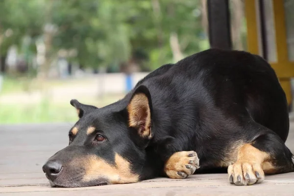 The dog sleep on road — Stock Photo, Image