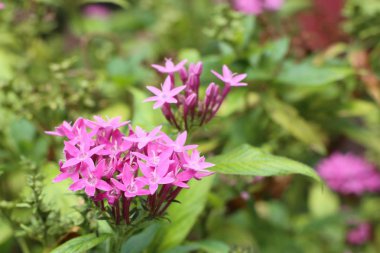 Doğada mahs çiçek