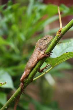 Bukalemun kertenkele doğada