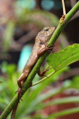 Bukalemun kertenkele doğada