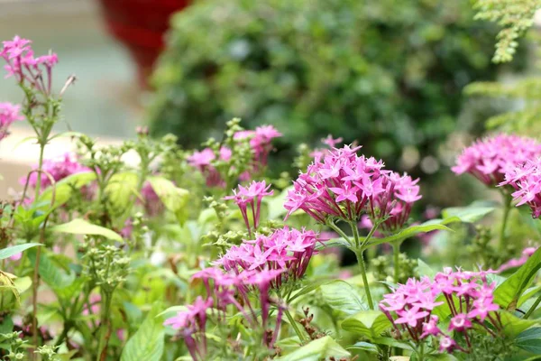 Fiori di Ixora in natura — Foto Stock