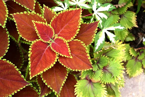 Rode bladeren in de natuur — Stockfoto