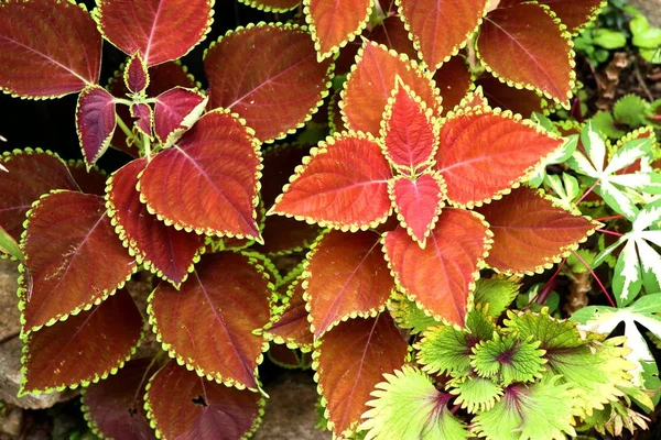 Červené listy v přírodě — Stock fotografie