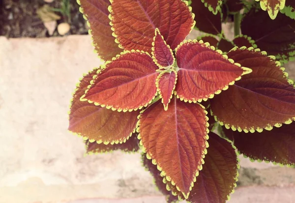 Hojas rojas en la naturaleza — Foto de Stock