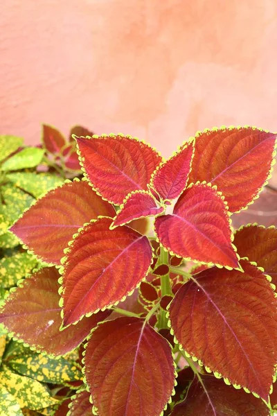 Hojas rojas en la naturaleza — Foto de Stock