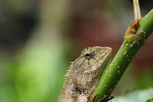 Lagarto camaleão na natureza — Fotografia de Stock