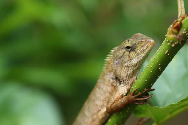 Lagarto camaleón en la naturaleza —  Fotos de Stock