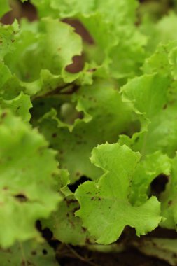 doğa alanında marul