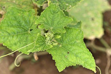 Doğada kabak yapraklar