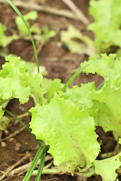 Salatfeld in der Natur — Stockfoto