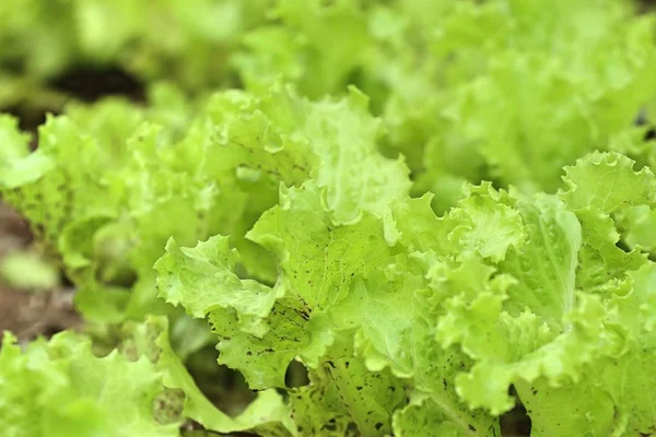 Lettuce field in nature — Stock Photo, Image