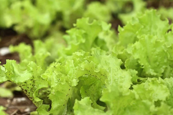 Campo de lechuga en la naturaleza — Foto de Stock