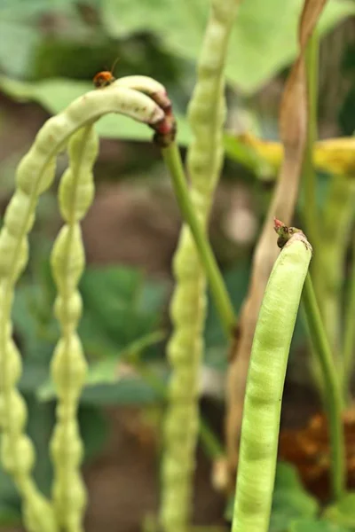 Planta granja de frijol largo — Foto de Stock