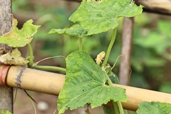 Feuilles de citrouille dans la nature — Photo