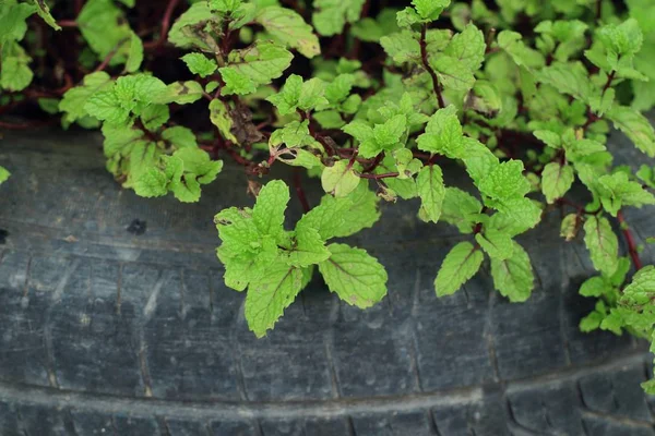 Mint leaves in nature — Stock Photo, Image