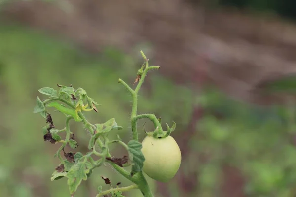 Tomatenpflanze in der Natur — Stockfoto