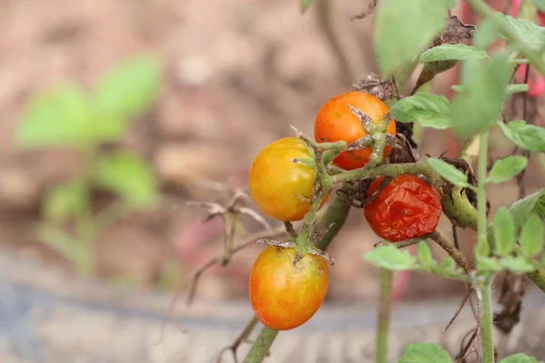 Pomidora w przyrodzie — Zdjęcie stockowe