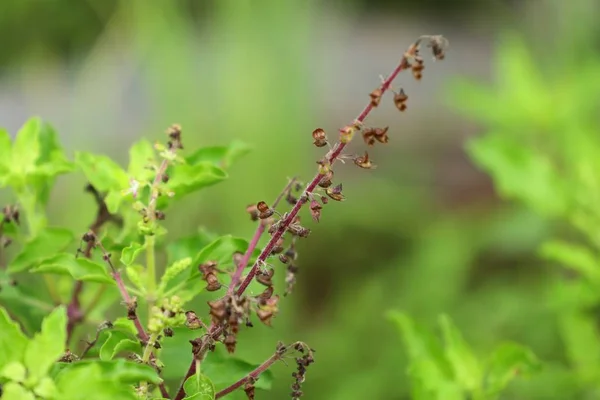 Planta de manjericão na natureza — Fotografia de Stock