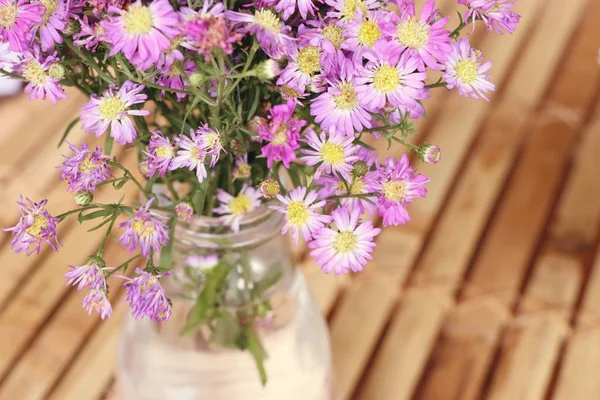 Dasie fiore in vaso — Foto Stock