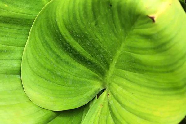 Hojas verdes en la naturaleza — Foto de Stock