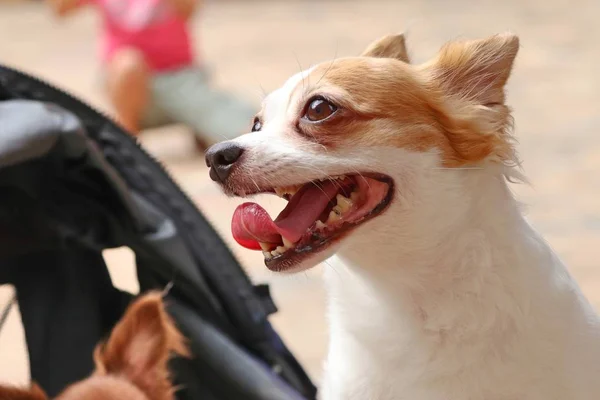 Chihuahua-Hund in der Natur — Stockfoto